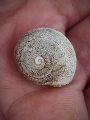 Sphincterochila cariosa