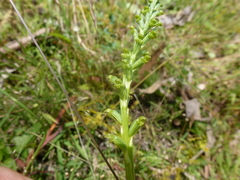 Microtis frutetorum