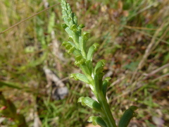 Microtis frutetorum