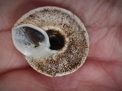 Sphincterochila cariosa