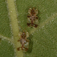 Corythucha juglandis