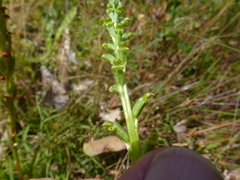 Microtis frutetorum