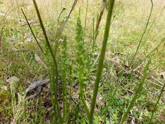 Microtis frutetorum