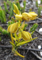 Eulophia ustulata