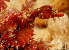 Idiotropiscis lumnitzeri