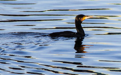 Phalacrocorax carbo