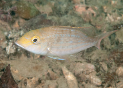 Lethrinus genivittatus