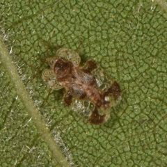 Corythucha juglandis