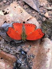 Cymothoe excelsa excelsa