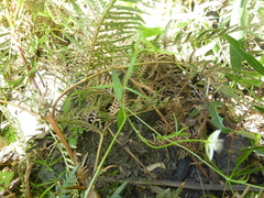 Stellaria angustifolia