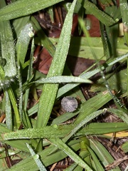 Coprinopsis friesii