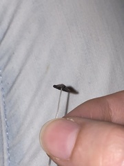 Coprinopsis friesii