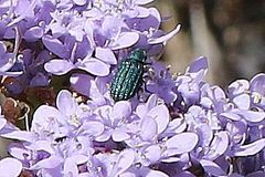 Melyrini
