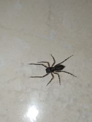 Spartaeus spinimanus