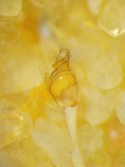 Tetragnatha ceylonica