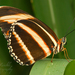 Mariposa Bandas Naranja - Photo (c) steffenreichle, algunos derechos reservados (CC BY-NC)