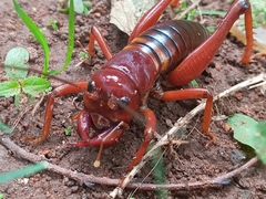 Libanasidus vittatus