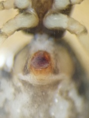 Argyrodes fissifrons