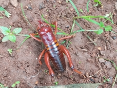 Libanasidus vittatus