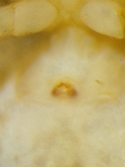 Spilosynema