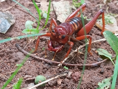Libanasidus vittatus