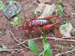 Libanasidus vittatus