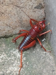 Libanasidus vittatus