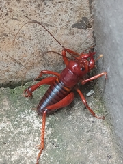 Libanasidus vittatus