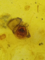 Argyrodes fissifrons