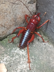Libanasidus vittatus