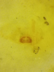 Spilosynema