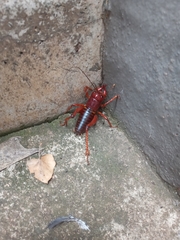 Libanasidus vittatus