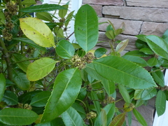 Ilex latifolia
