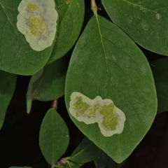 Leucanthiza dircella