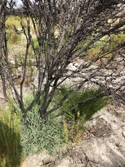 Melaleuca brevifolia