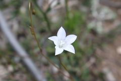 Wahlenbergia obovata