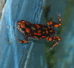 Phrynomantis annectens