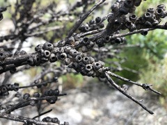 Melaleuca brevifolia