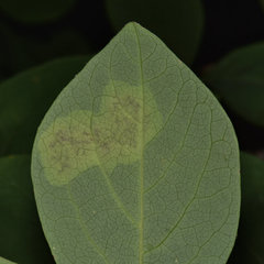 Leucanthiza dircella