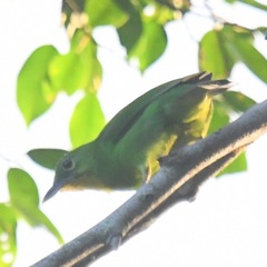 Chloropsis sonnerati