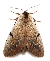 Lophocosma sarantuja