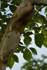 Synoeca