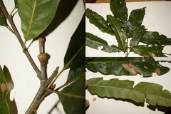 Quercus × subfalcata