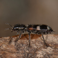 Enoclerus nigrifrons