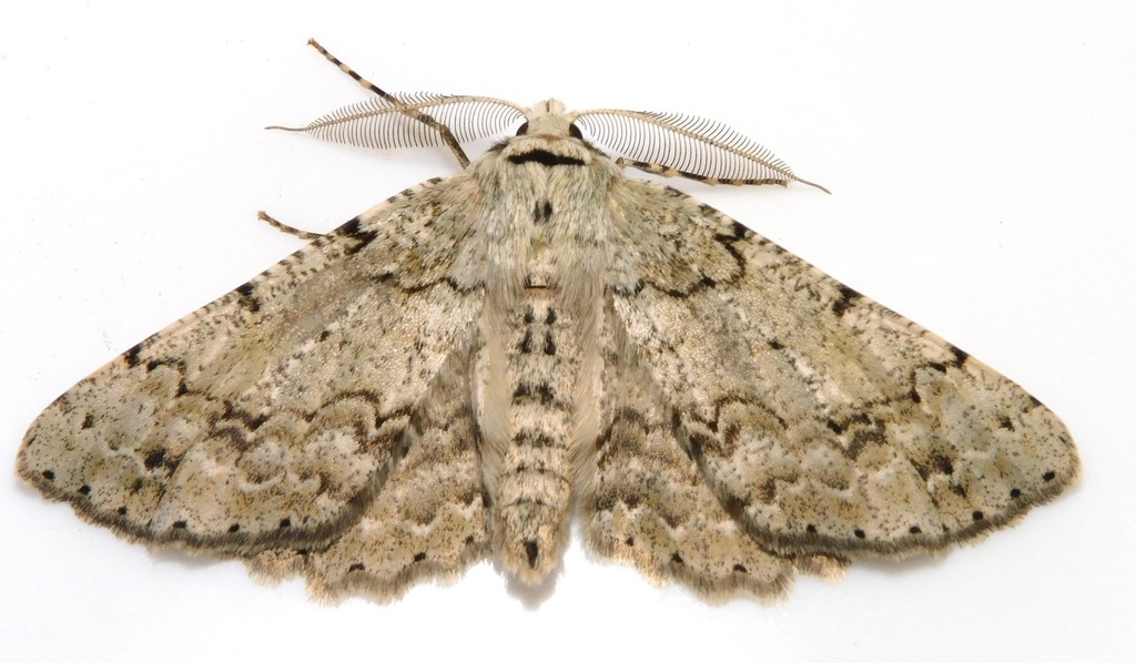 Lassaba nikkonis