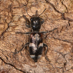 Enoclerus nigrifrons