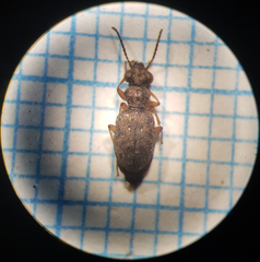 Asaphidion flavipes