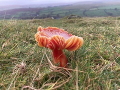 Hygrocybe splendidissima