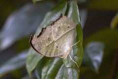 Protogoniomorpha anacardii