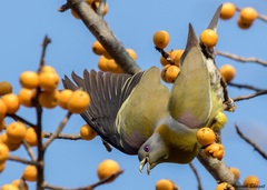 Treron phoenicopterus